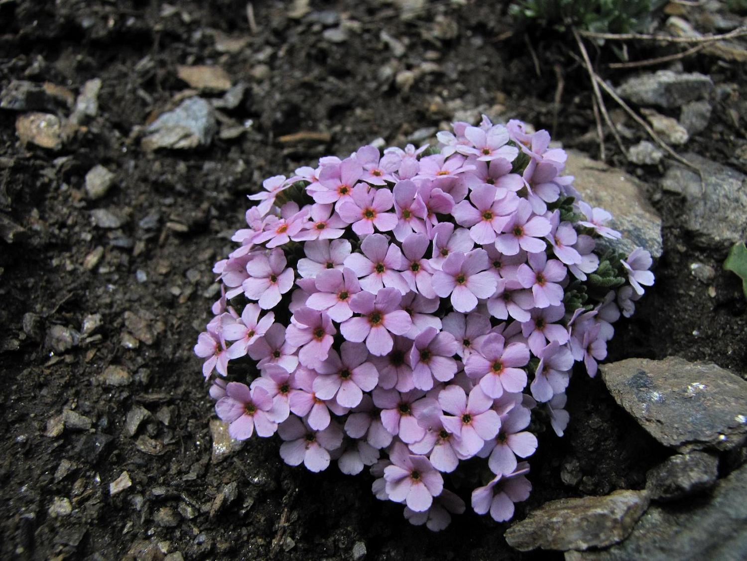 Sentieri ferrati, sentieri fioriti: i fiori dell''Albiolo